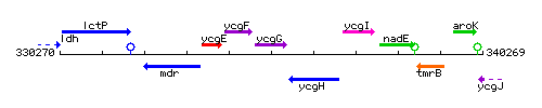 YcgG context.gif