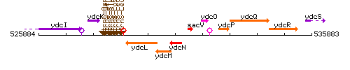 YdcN context.gif