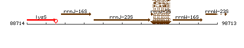 RrnJ-23S context.gif