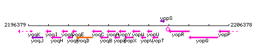 YopX context.gif