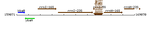 RrnI-23S context.gif