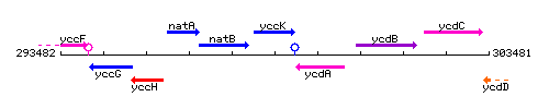 YccK context.gif