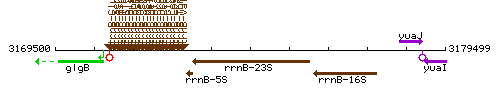 RrnB-23S context.gif