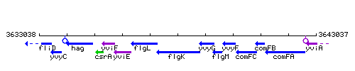 FlgK context.gif