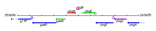 YbgB context.gif