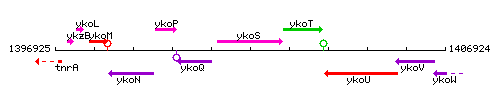 YkoS context.gif