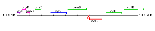 XynB context.gif
