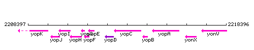 YopC context.gif