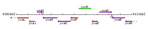 YxaF context.gif