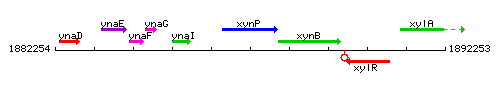 XynP context.gif