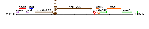 RrnA-23S context.gif