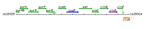 CysP context.gif