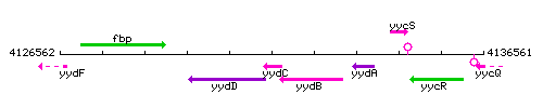 YydC context.gif