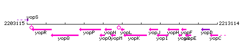 YopL context.gif