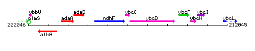 YbcC context.gif