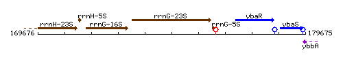 RrnG-23S context.gif