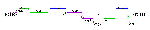 YcgP context.gif