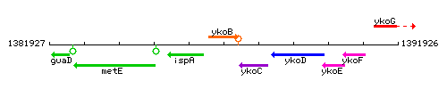 YkoB context.gif