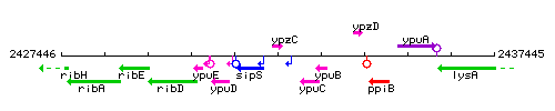 YpzC context.gif