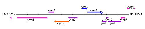 YvmC context.gif