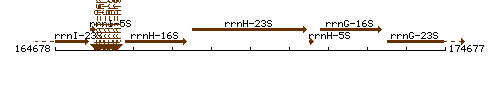 RrnH-23S context.gif