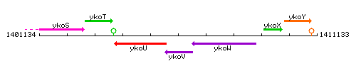 YkoV context.gif