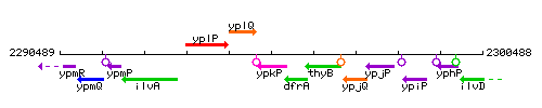 YpkP context.gif