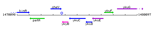 YkuC context.gif