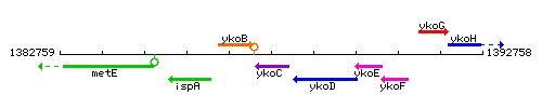 YkoC context.gif