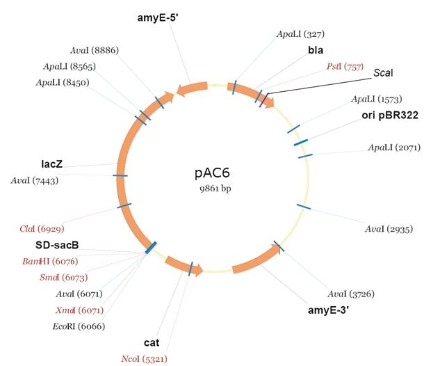 PAC6 - SubtiWiki