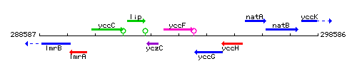 YccF context.gif