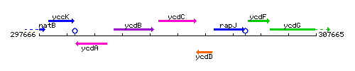YcdC context.gif