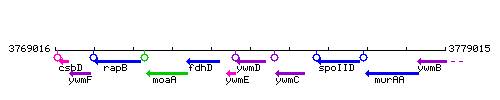 YwmD context.gif
