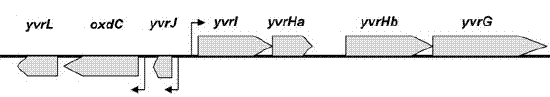 YvrHa yvrHb context.GIF