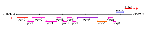 YorB context.gif