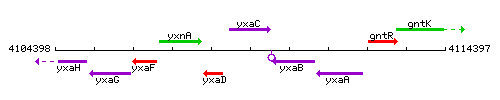 YxaC context.gif