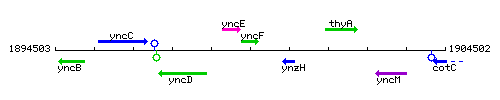 YncF context.gif