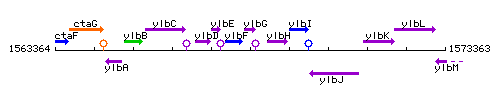 YlbG context.gif