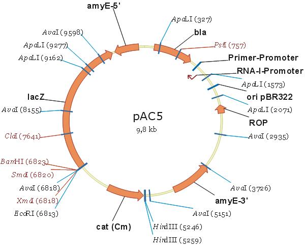File:PAC5.jpeg - SubtiWiki