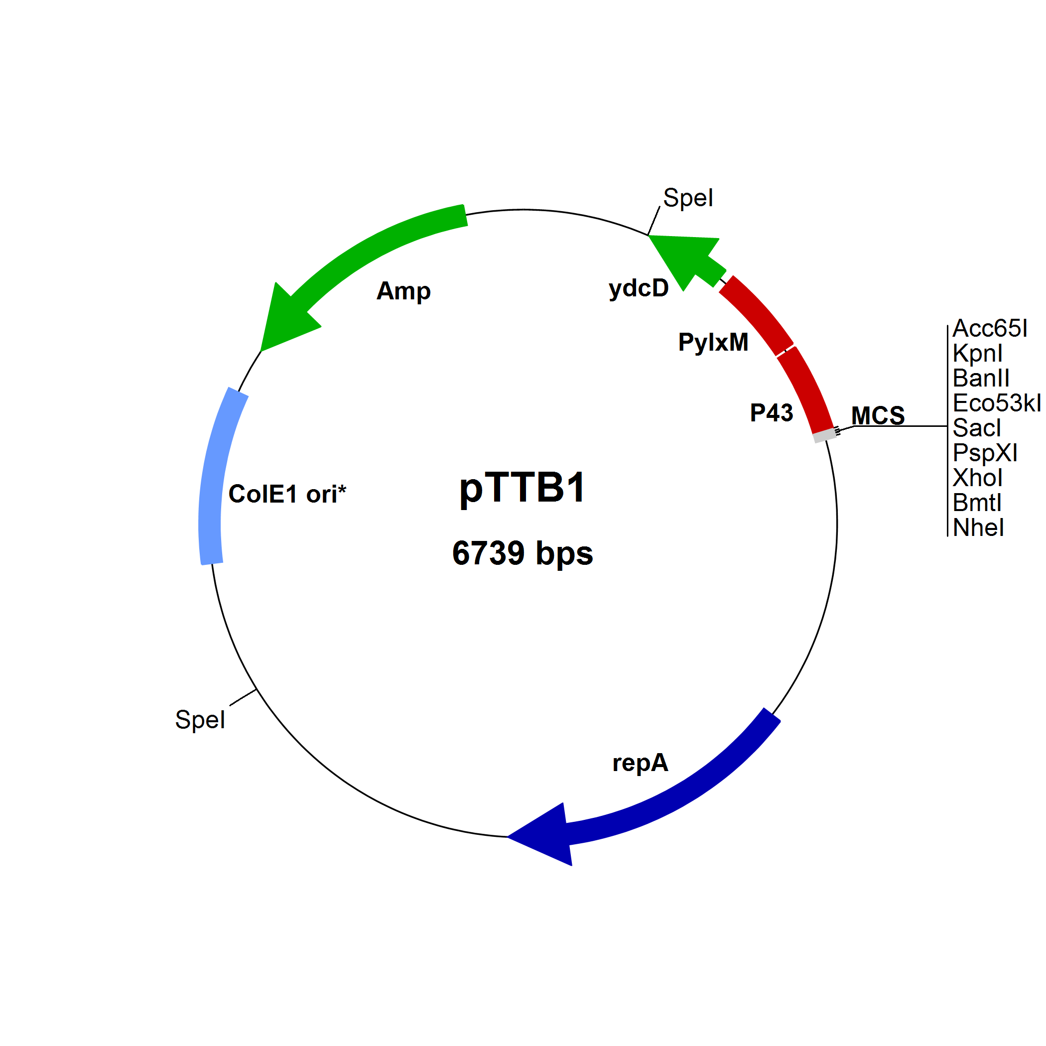PTTB1 - SubtiWiki