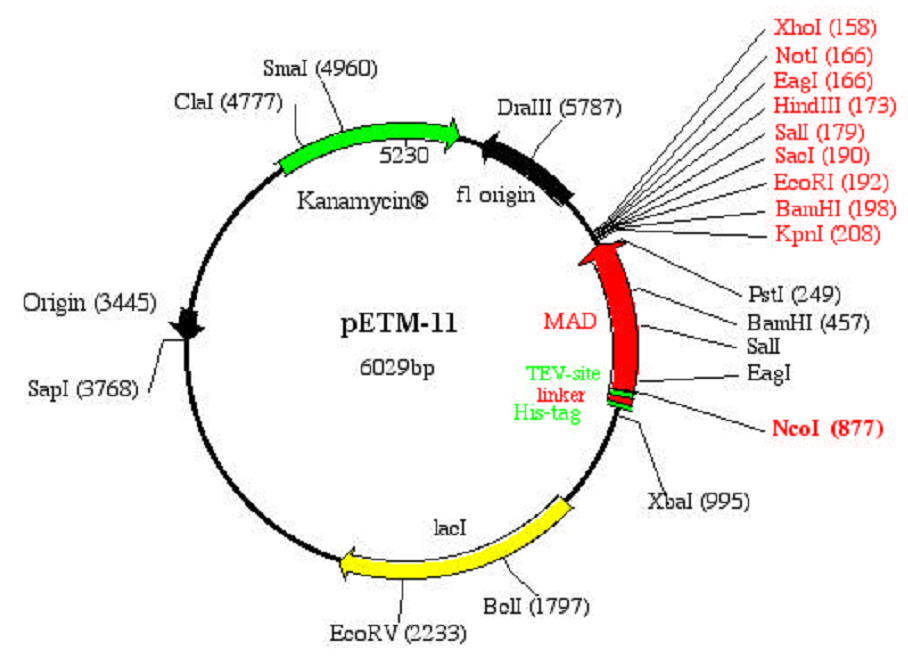 PETM-11 - SubtiWiki